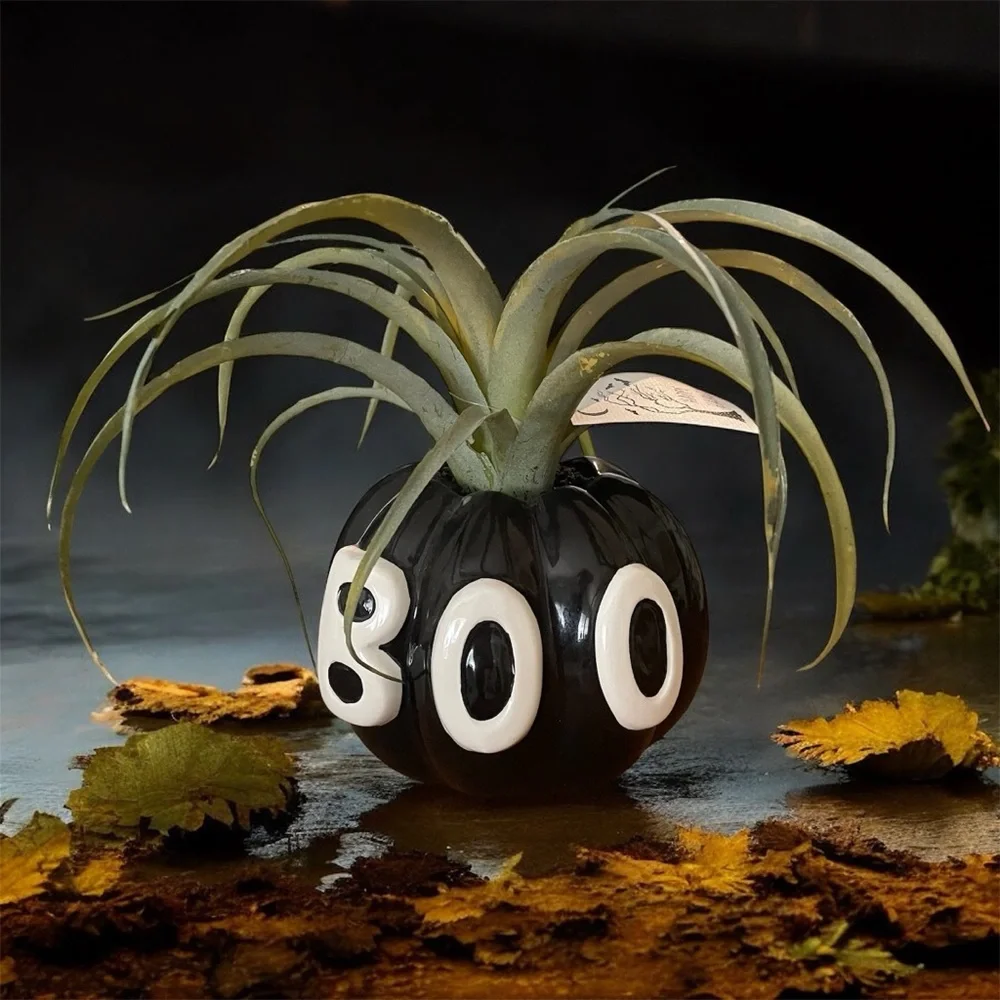 Black and White Boo Pumpkin with Artificial Plant